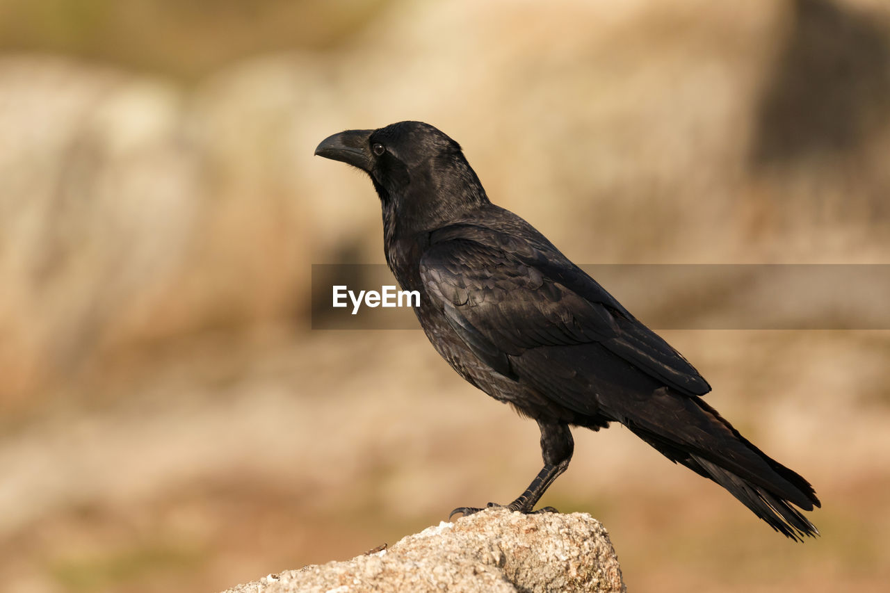 CLOSE-UP OF BIRD PERCHING ON A BLURRED BACKGROUND