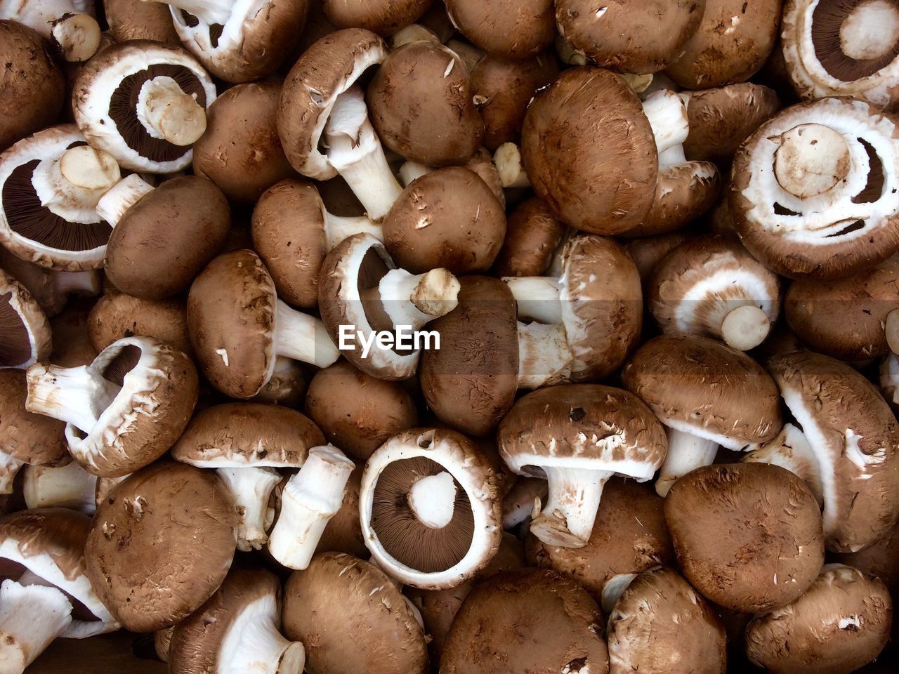 Full frame shot of mushrooms 