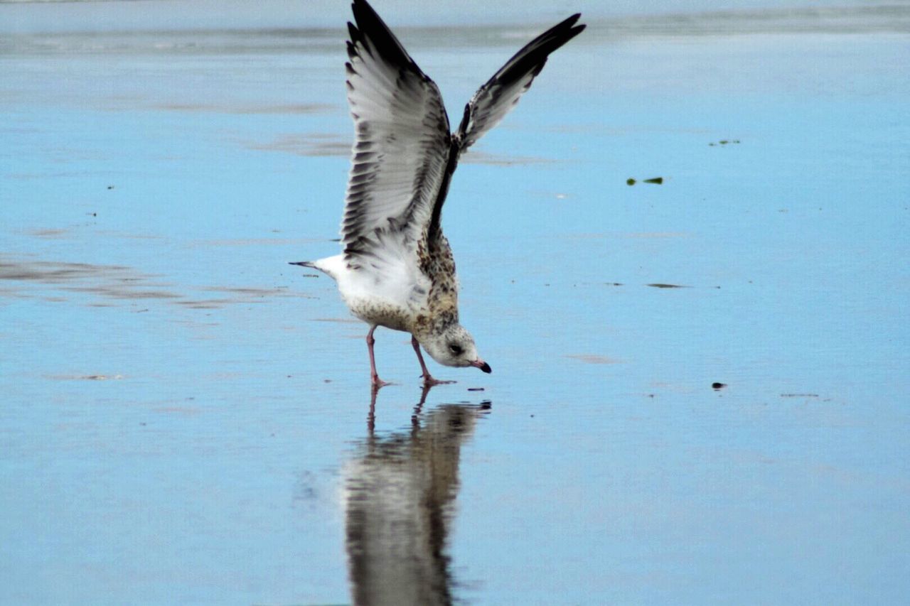 Seagull flapping wings on wet sand at beach