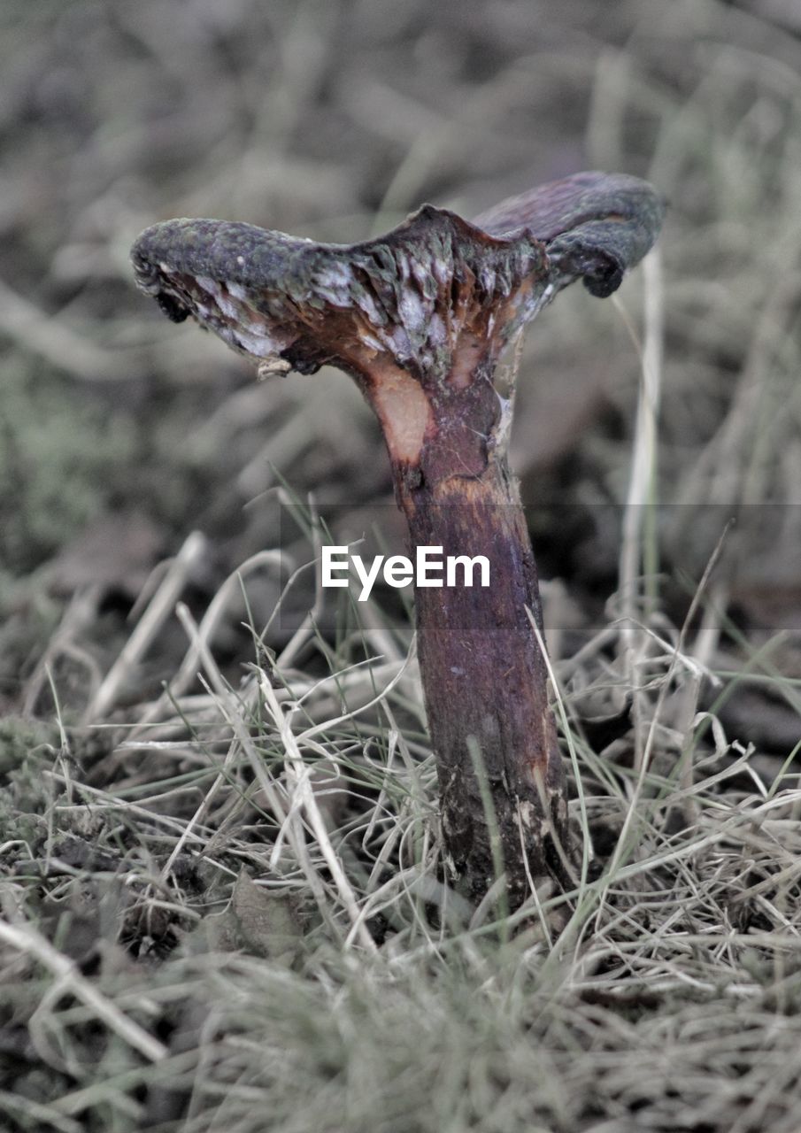 Close-up of mushroom in grass