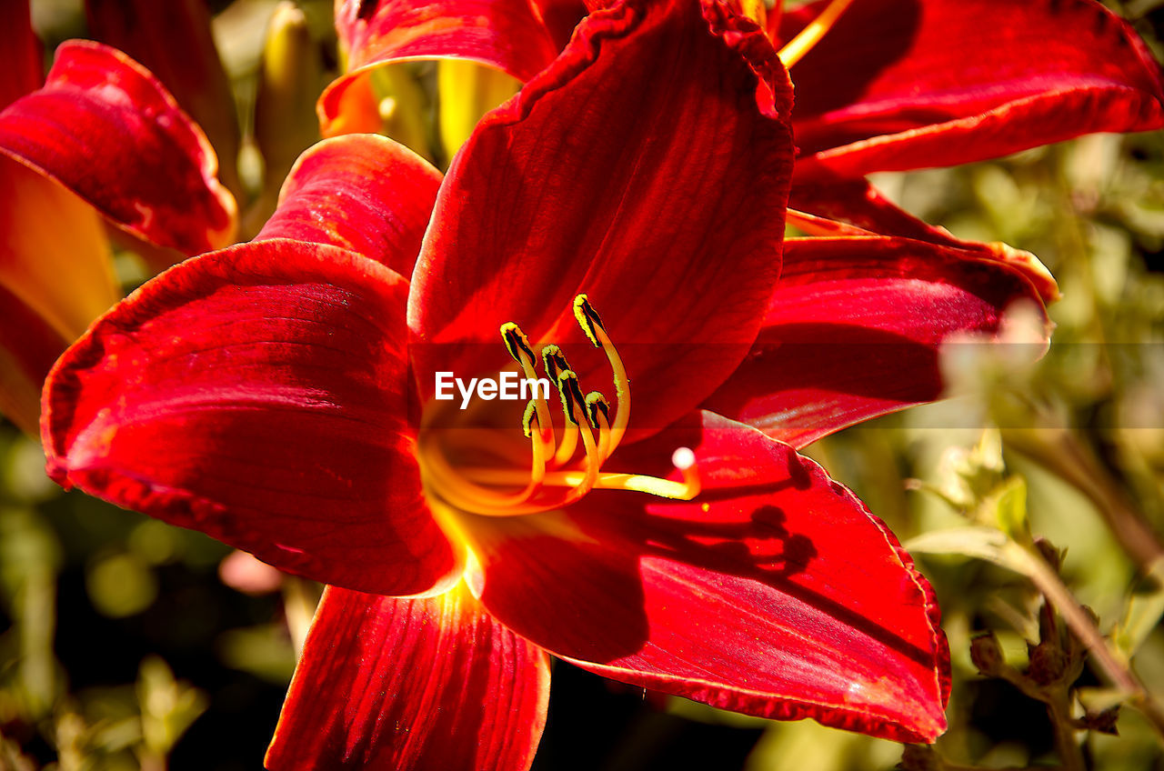 CLOSE-UP OF RED ROSE