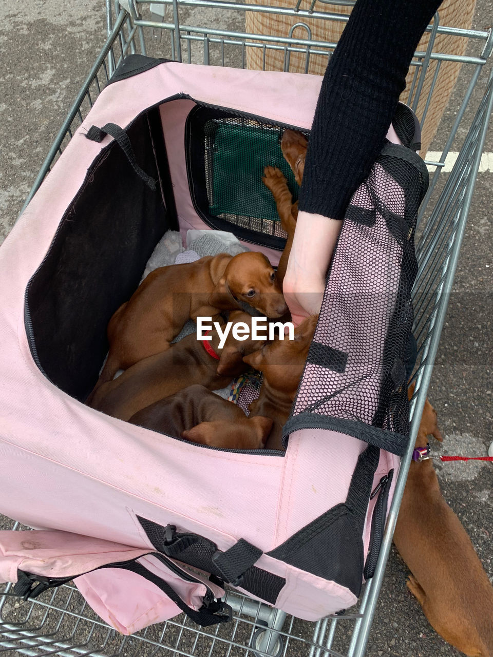 High angle view of dachshund puppies in a pink carry bag