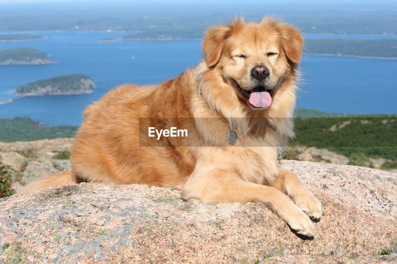 CLOSE-UP OF DOG ON WATER