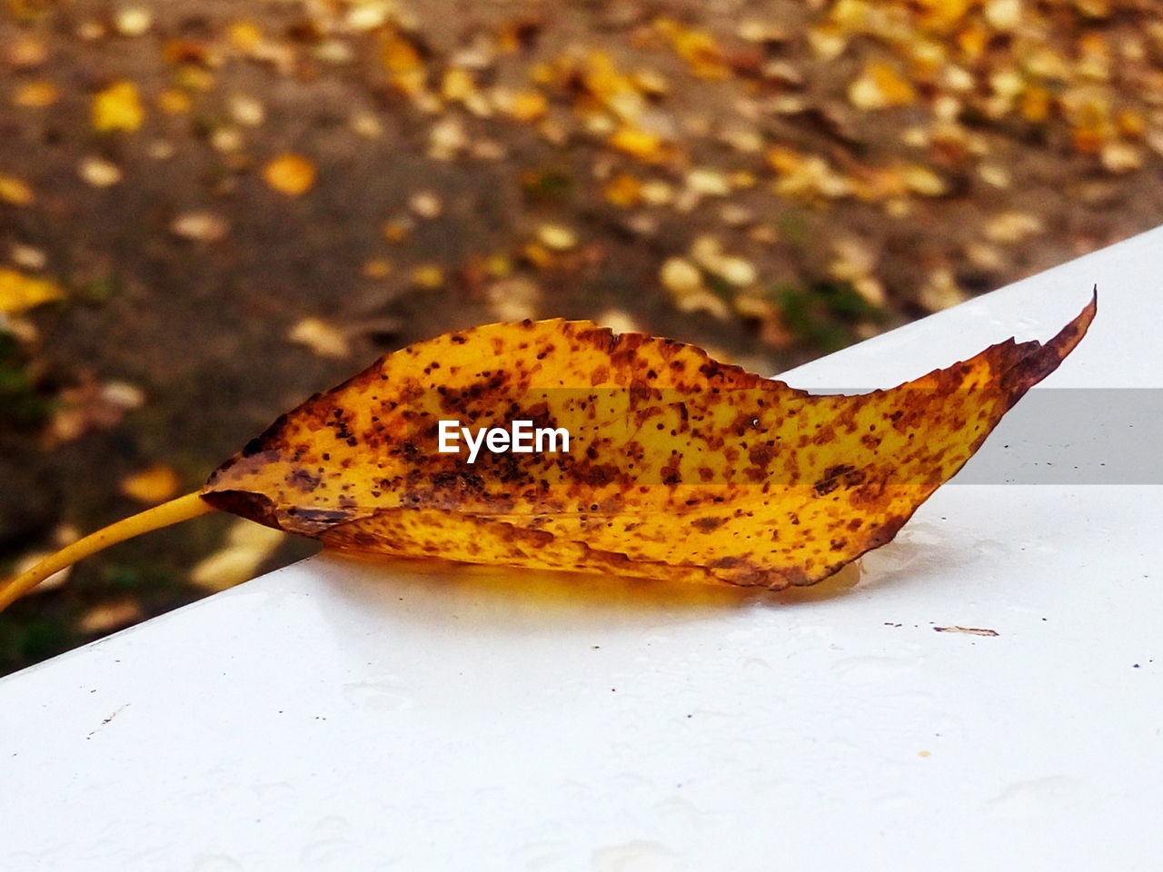 HIGH ANGLE VIEW OF LEAF ON AUTUMN