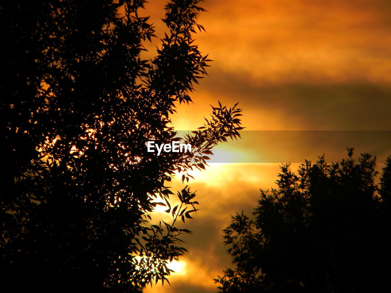 Low angle view of silhouette trees against sky at sunset