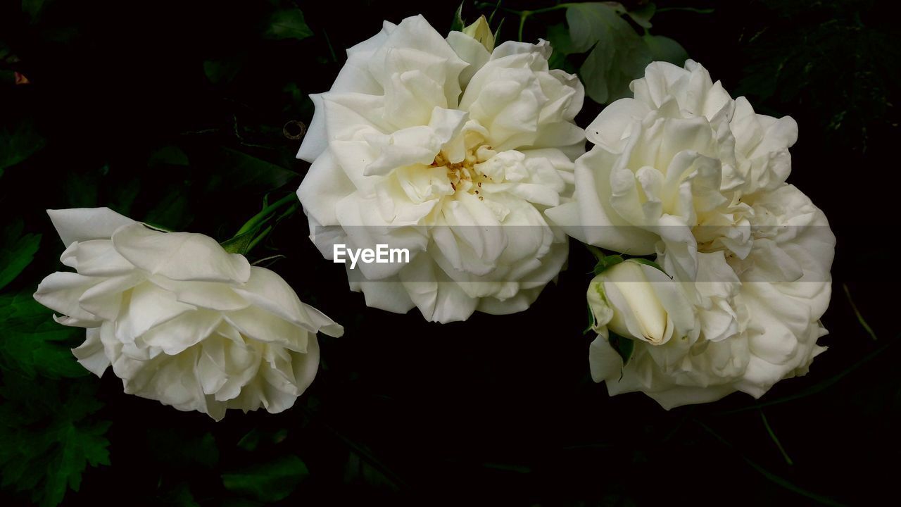 CLOSE-UP OF WHITE ROSES BLOOMING IN PLANT