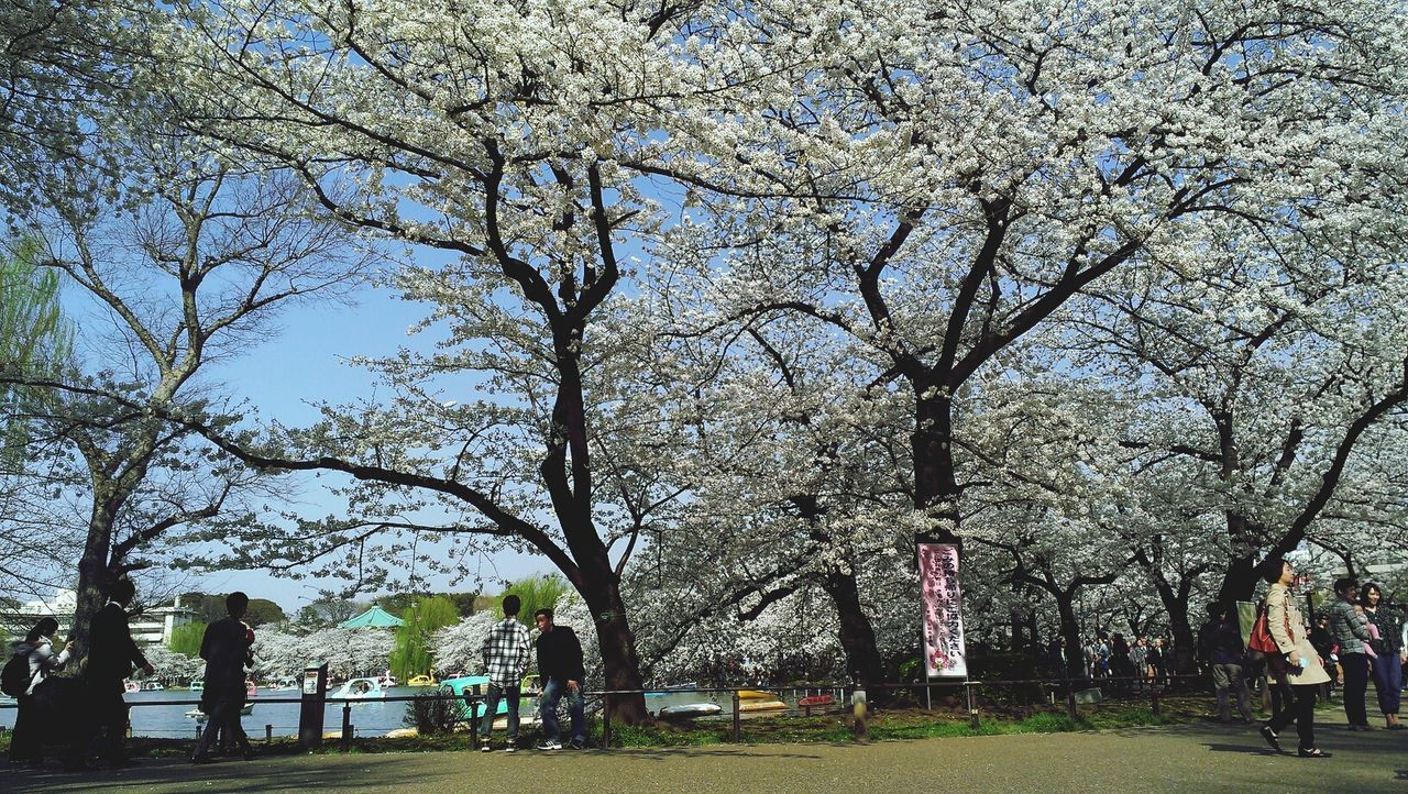 Flowering trees in park