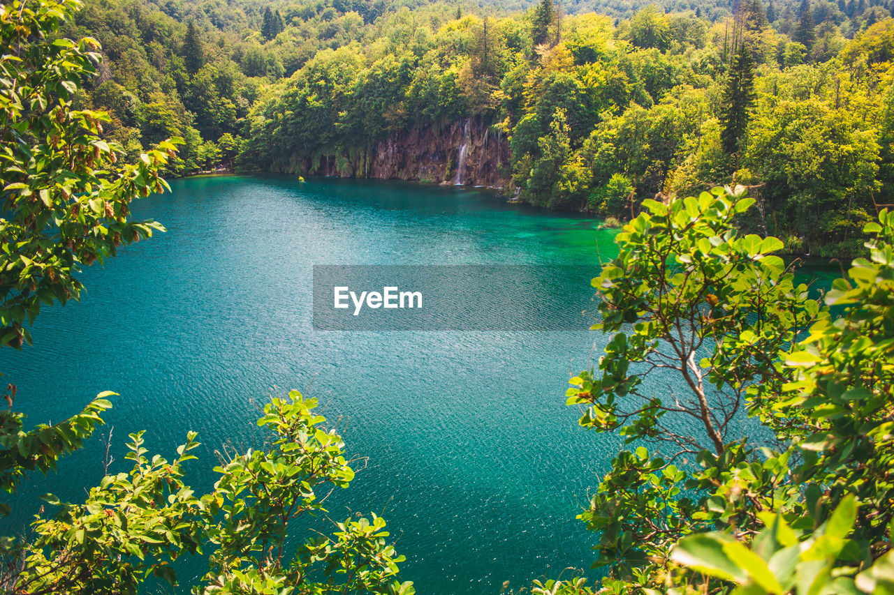 SCENIC VIEW OF LAKE BY TREES IN FOREST