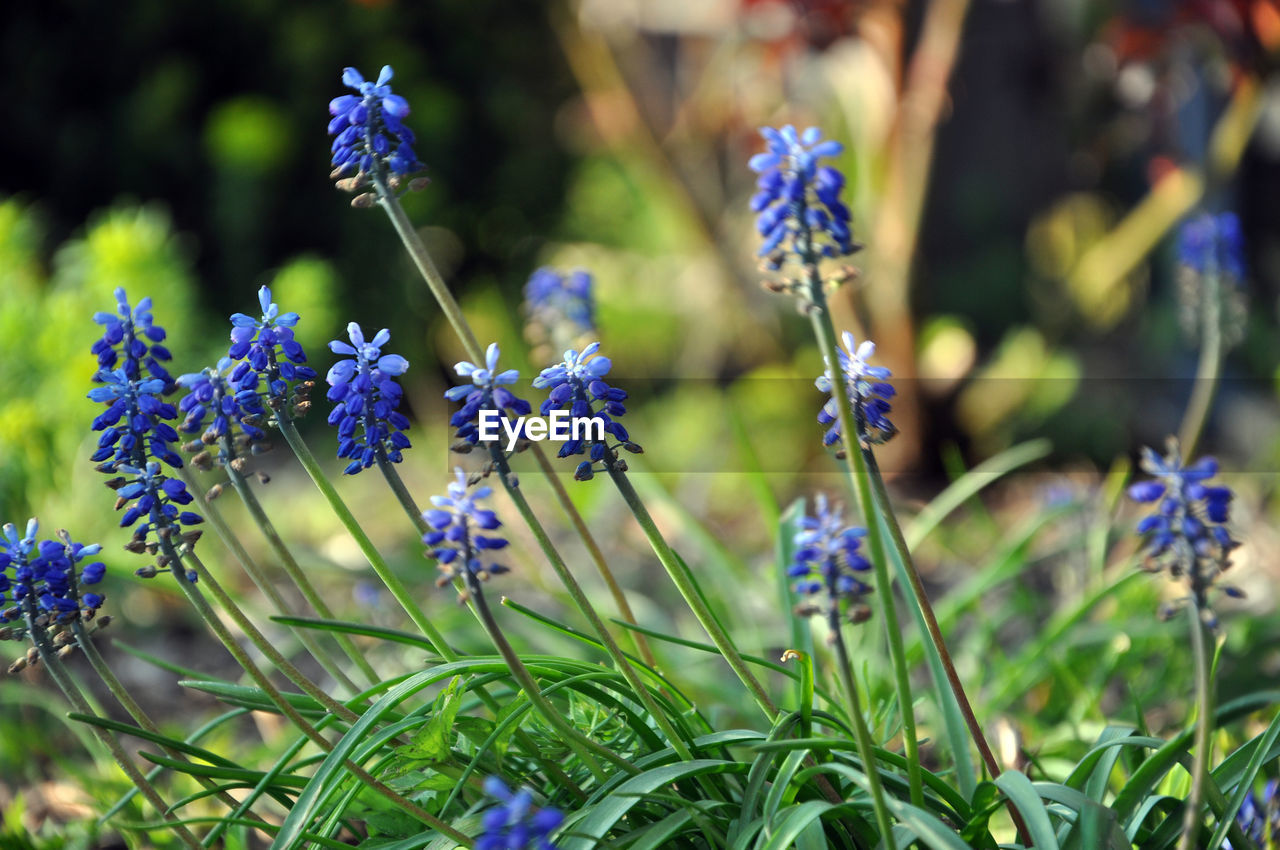 Close-up of purple flowering plants on field