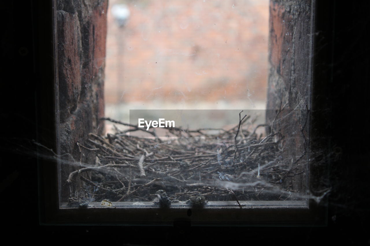 Nest in the window