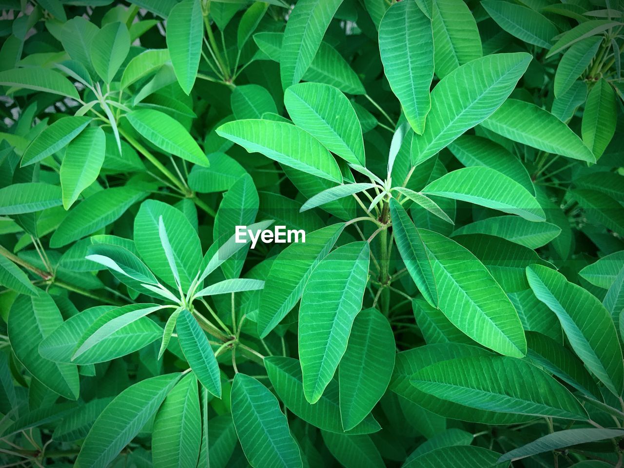 FULL FRAME SHOT OF GREEN LEAVES