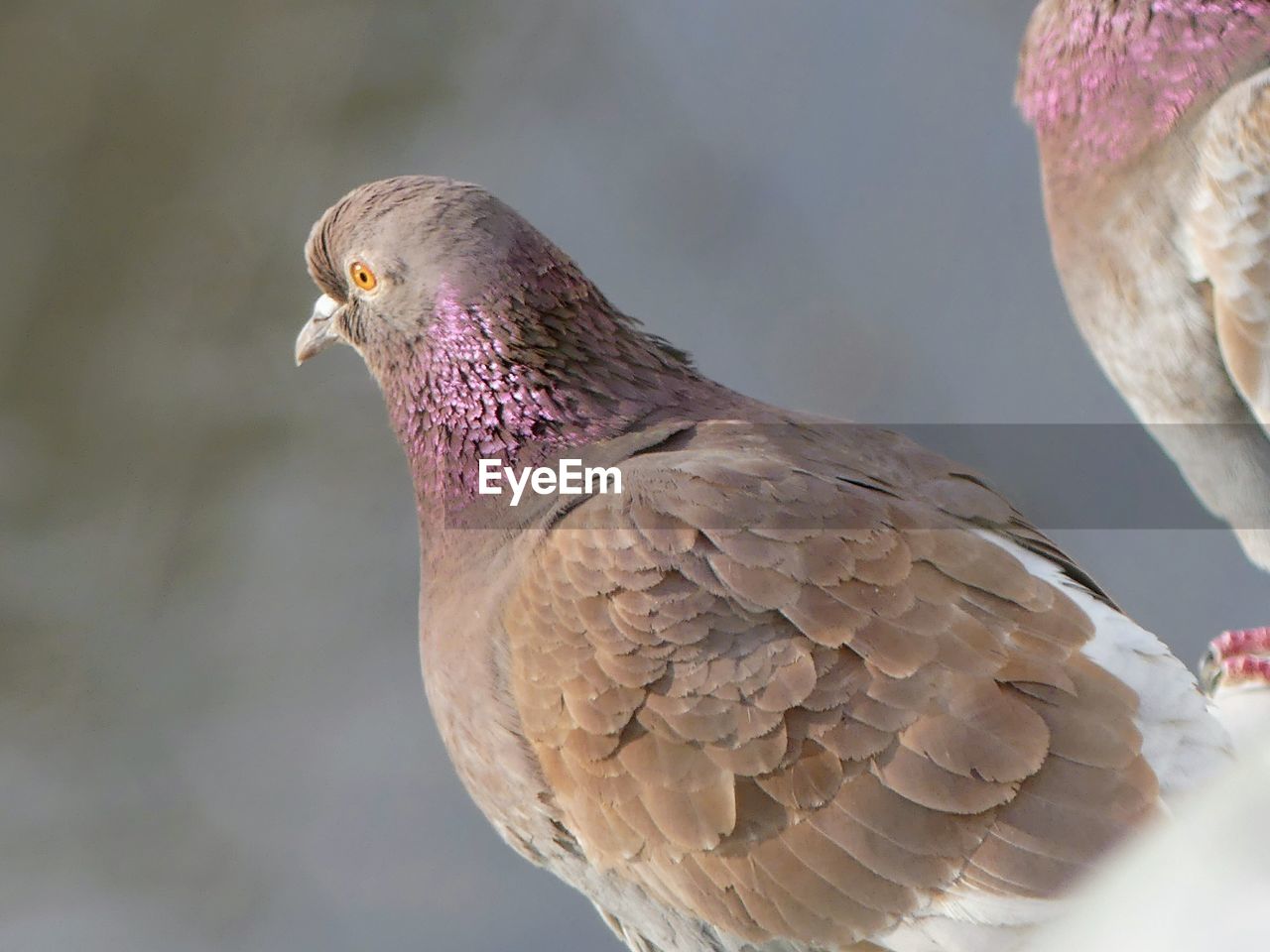 CLOSE-UP OF SPARROW PERCHING