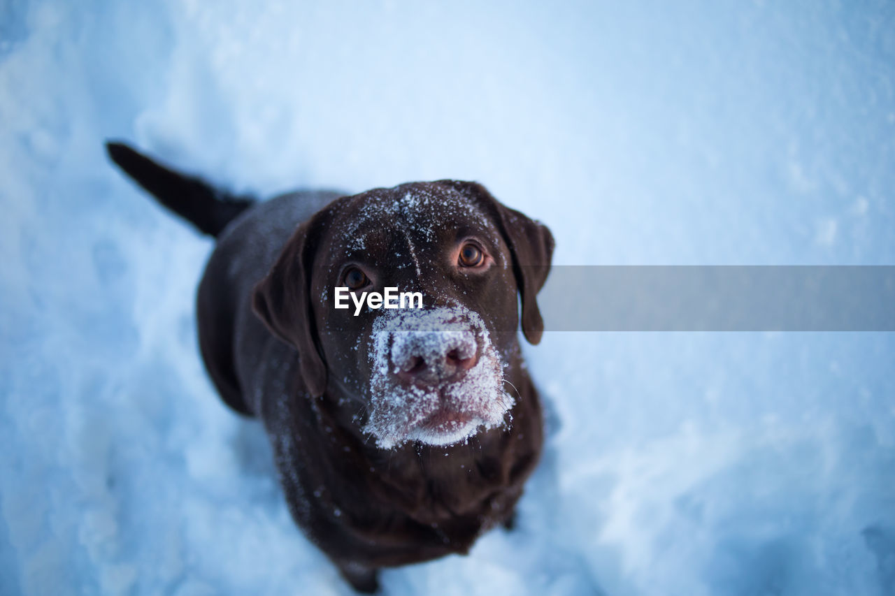 High angle view portrait of dog in snow