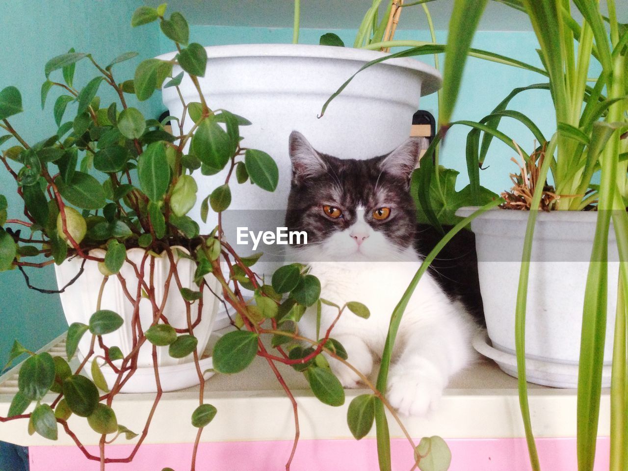 Portrait of cat sitting by potted plants in house
