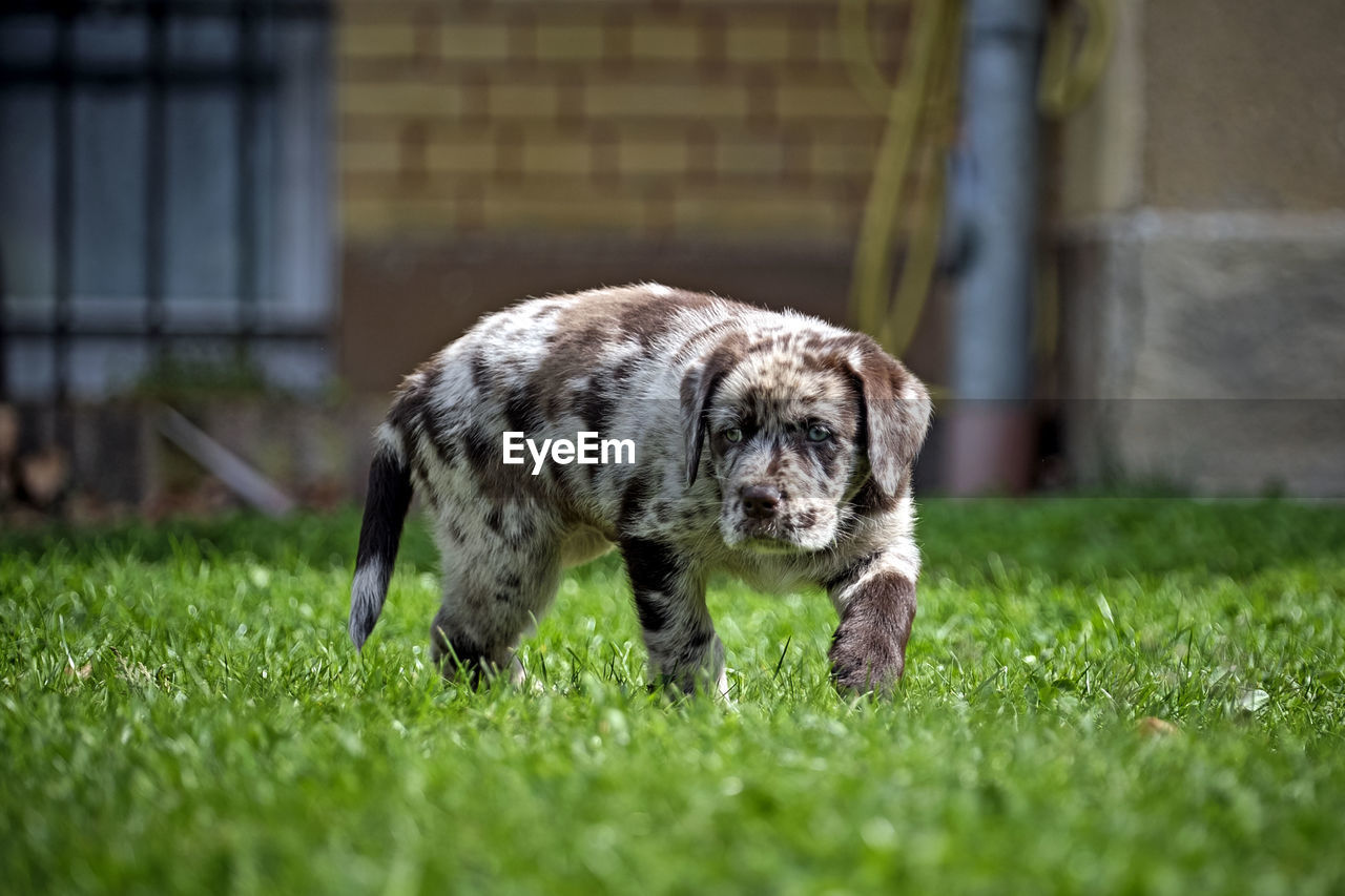 Puppy playing on grass