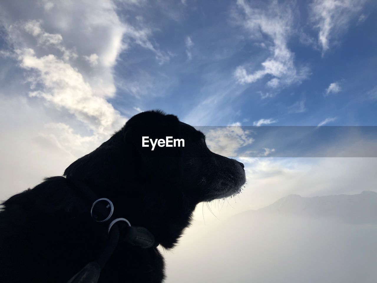 DOG LOOKING AWAY AGAINST CLOUDS