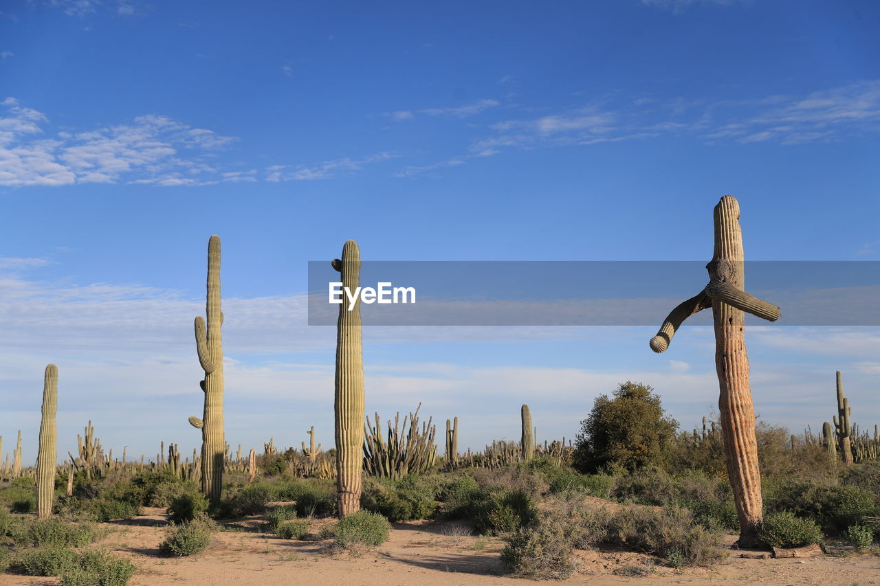 Panoramic view of wooden posts on field against sky