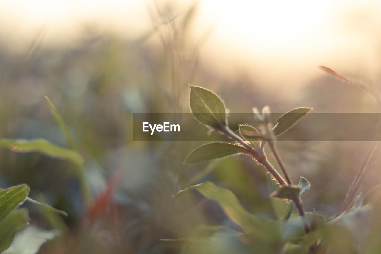 Close-up of plant growing on field