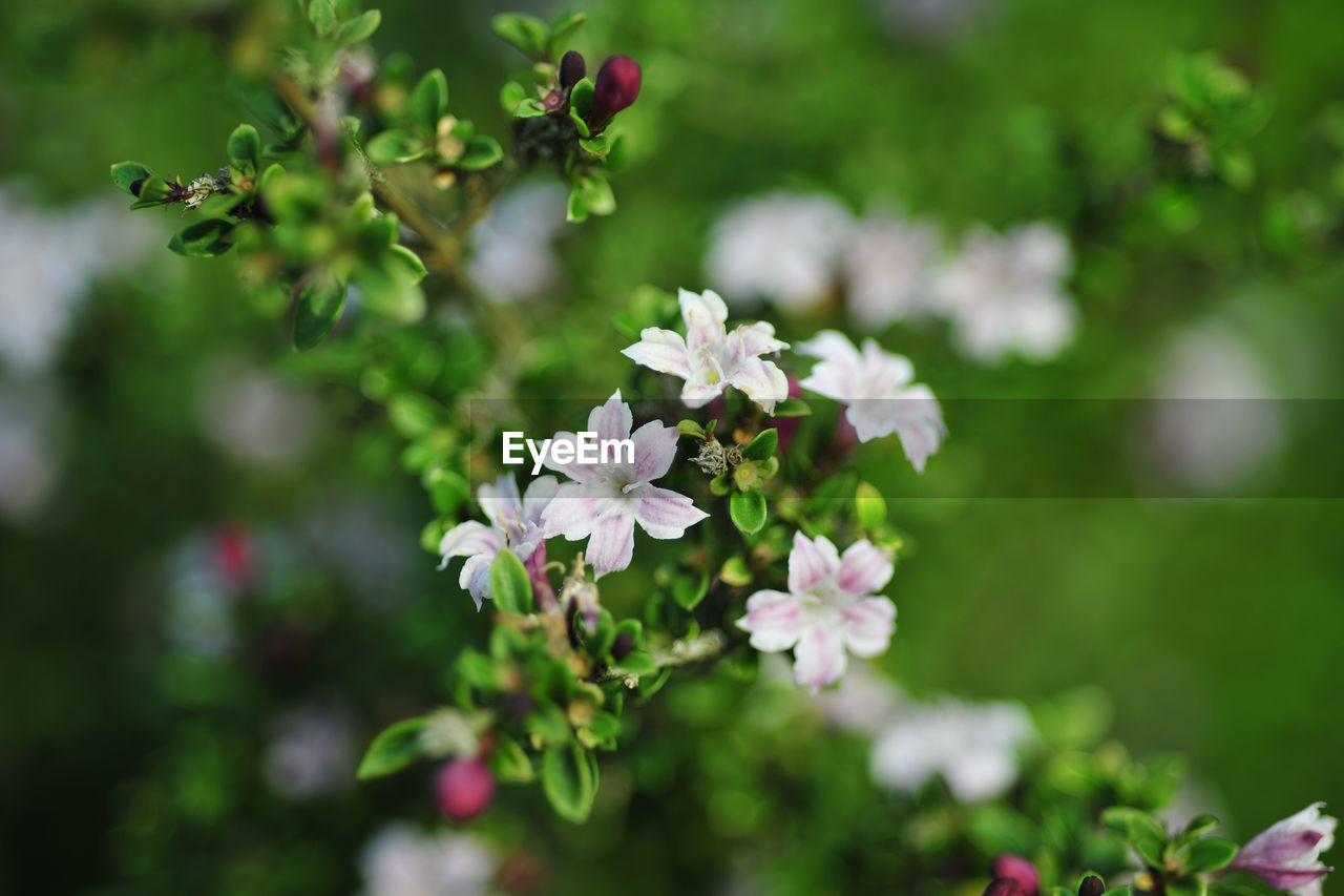 CLOSE-UP OF FLOWERING PLANTS