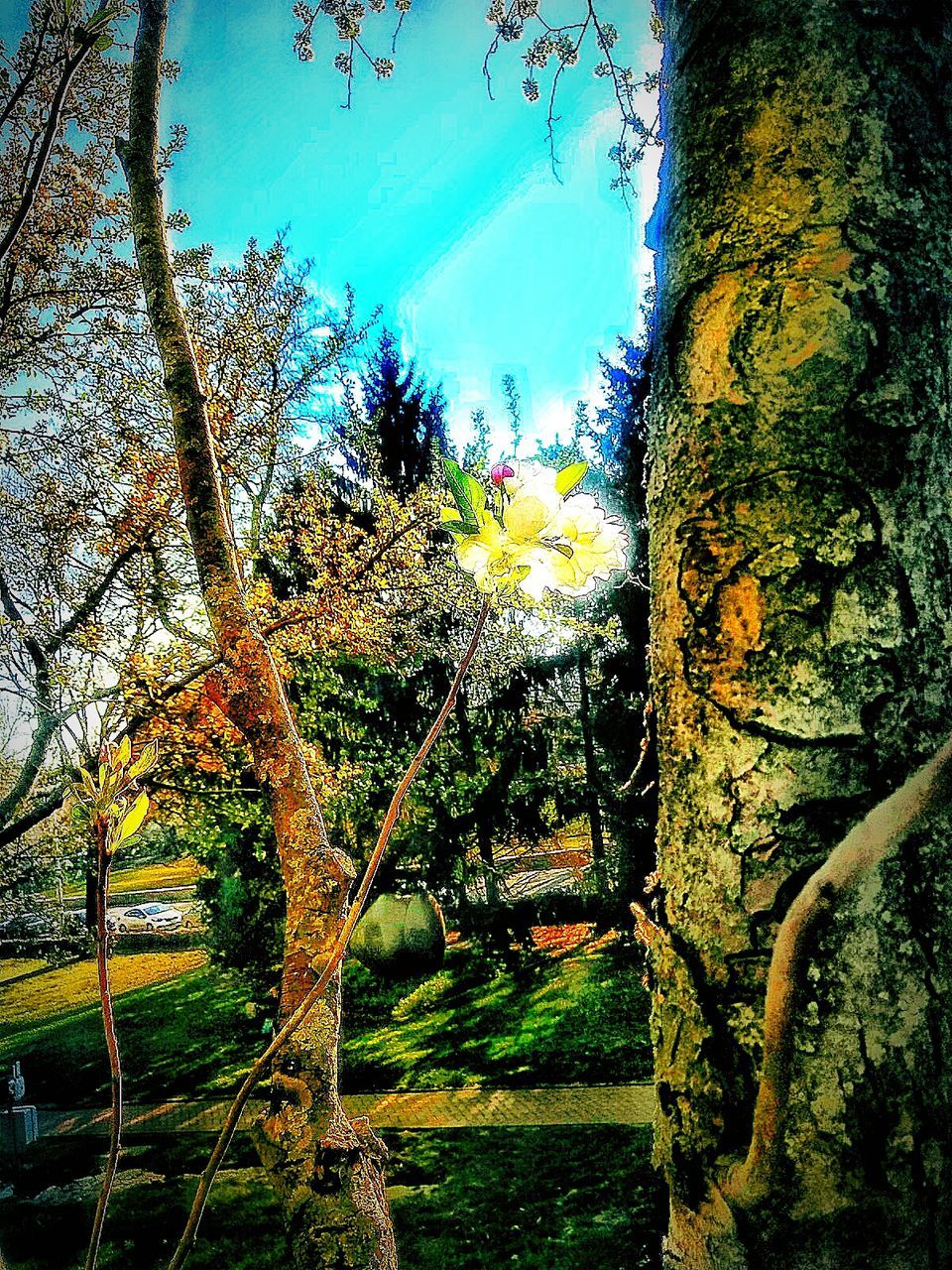 TREES AND FLOWERS AGAINST SKY