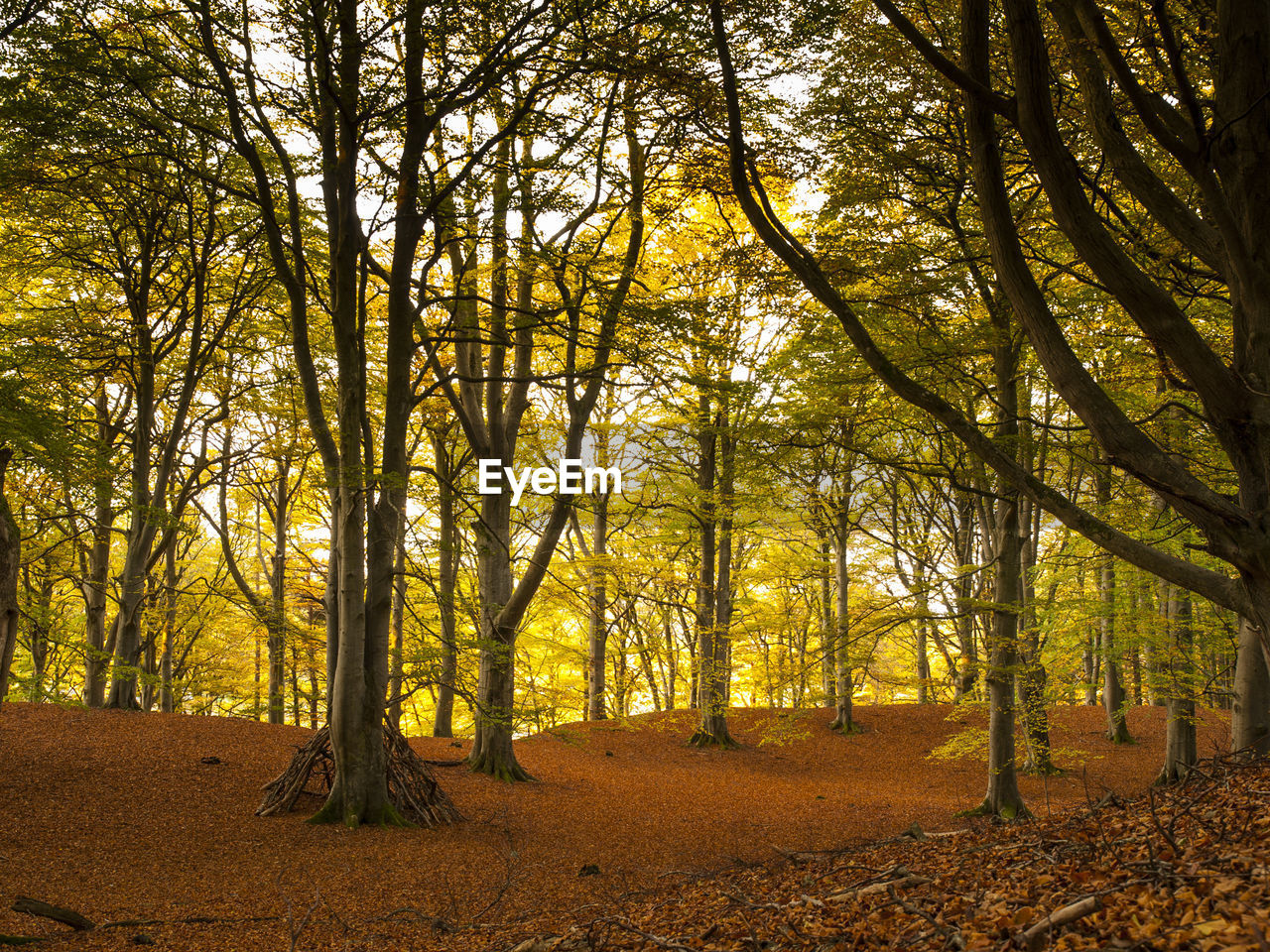 Trees in forest during autumn