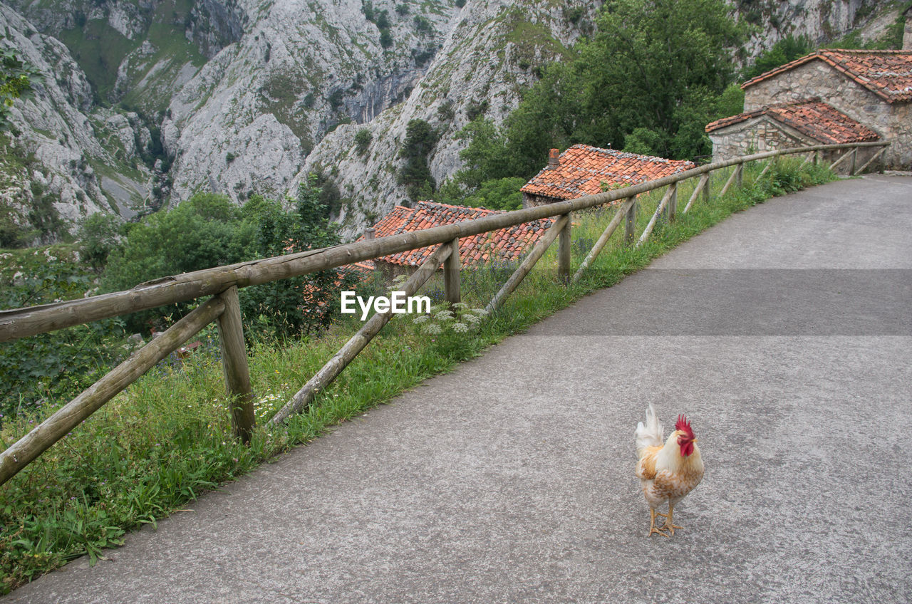 Chicken standing on road