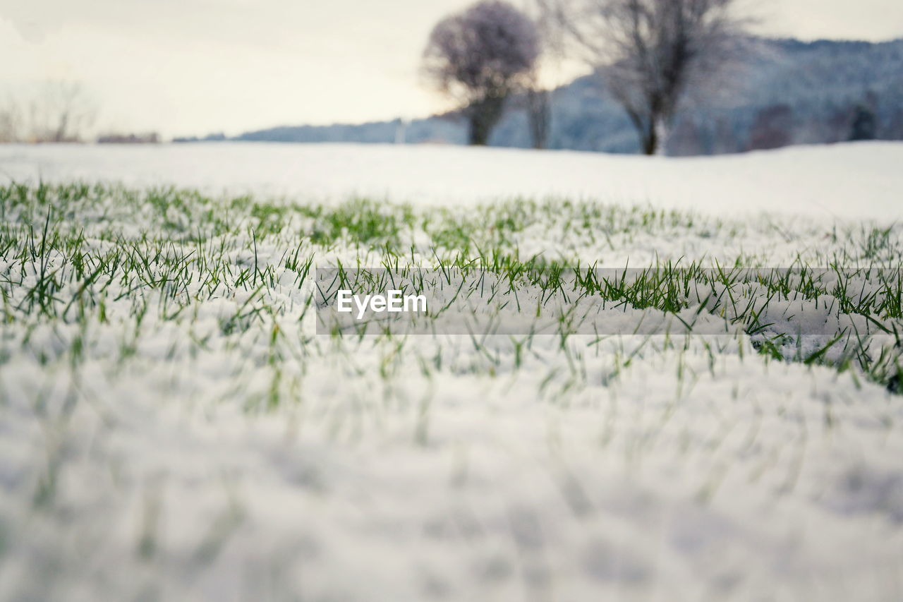 SURFACE LEVEL OF GRASS ON LAND