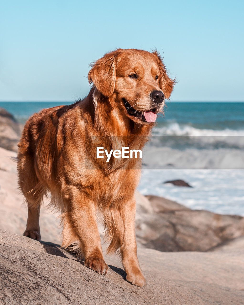 Dog on beach