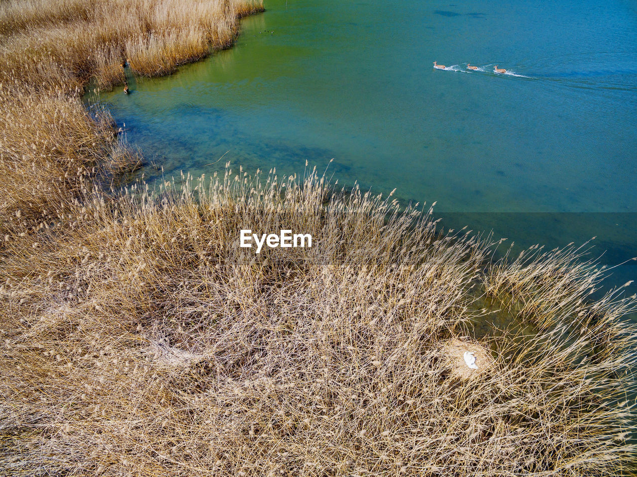 HIGH ANGLE VIEW OF GRASS ON SHORE