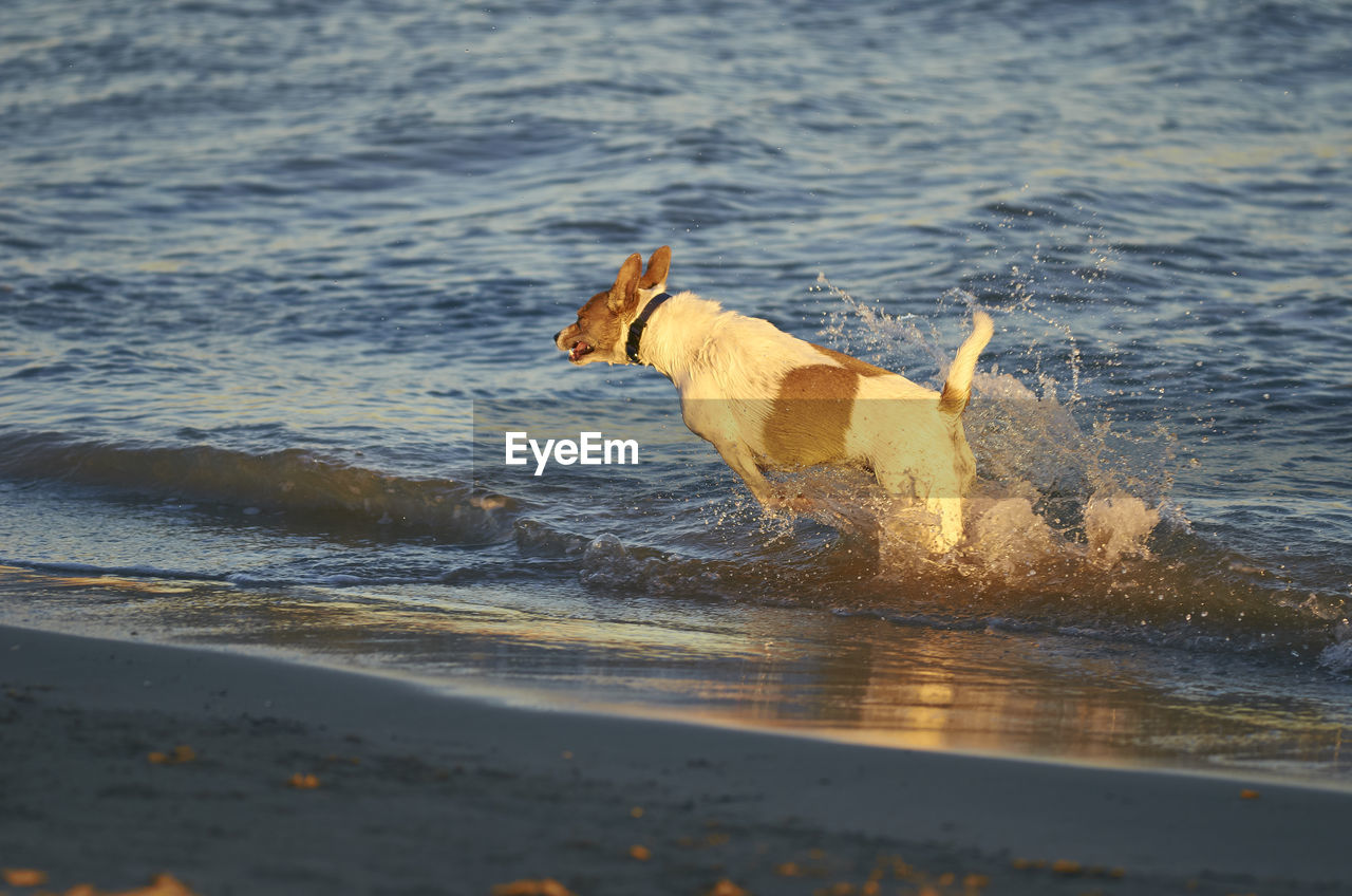 DOG STANDING IN SEA