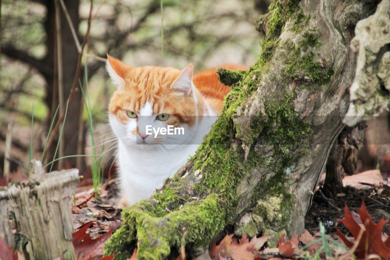 PORTRAIT OF CAT ON TREE