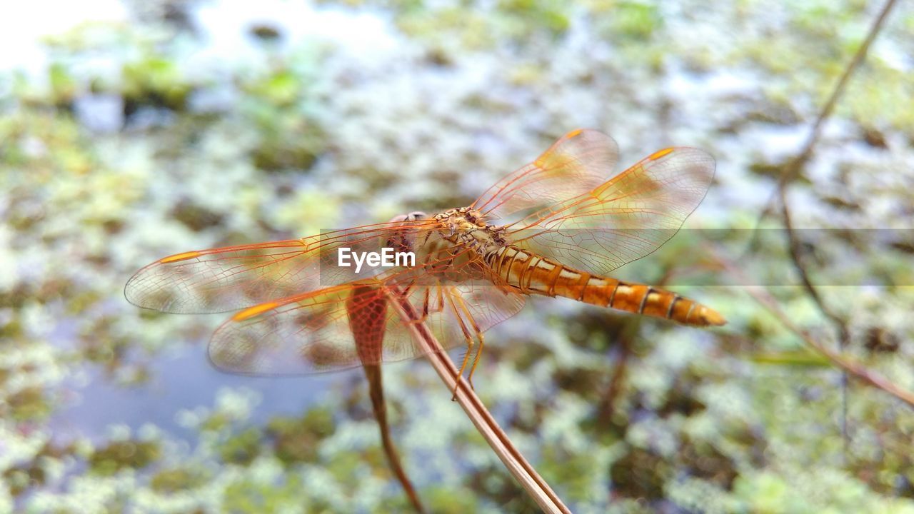 Close-up of insect