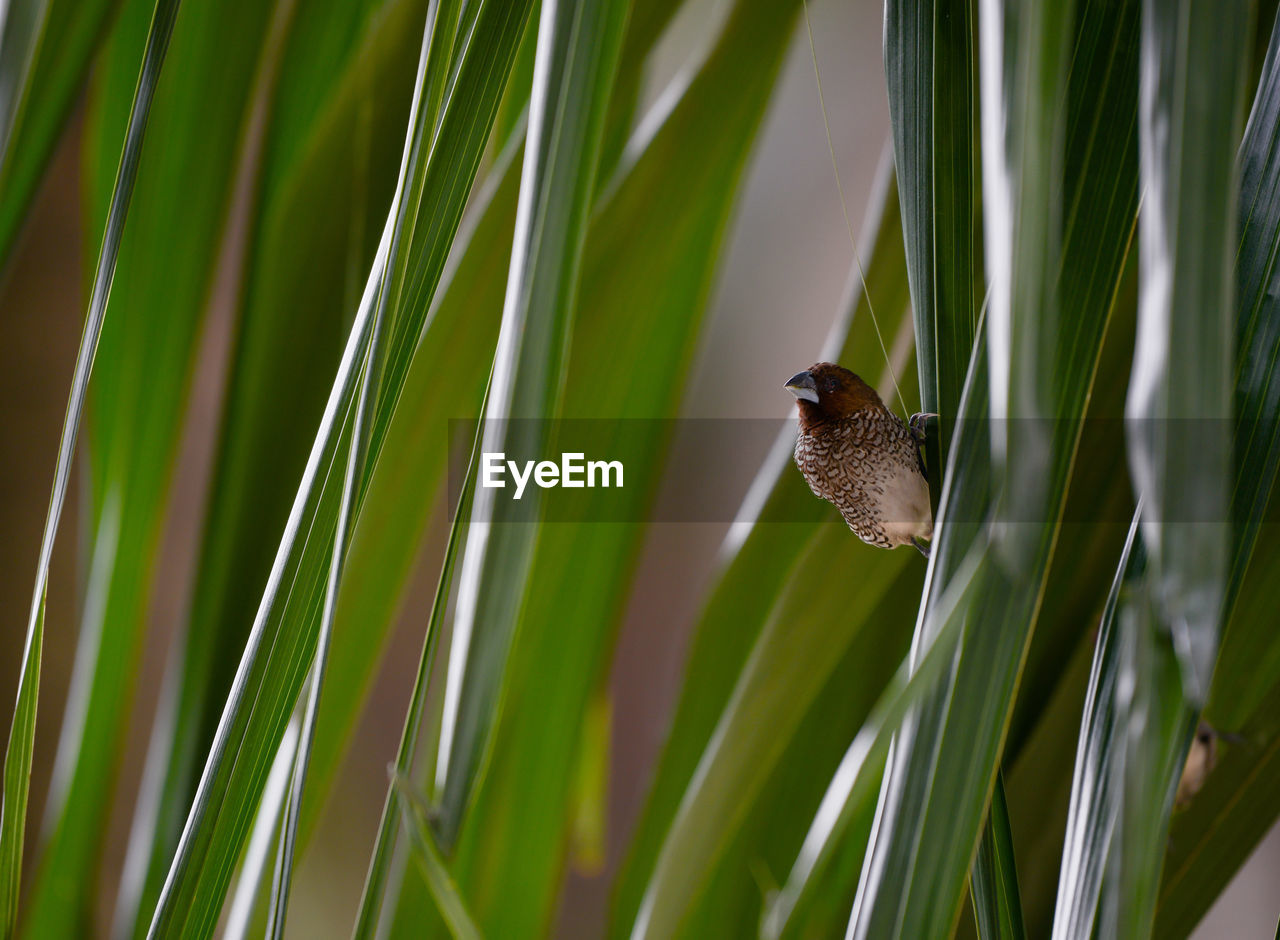 Close-up of a bird on plants