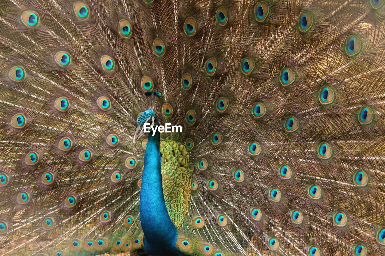 CLOSE-UP OF PEACOCK WITH FEATHERS