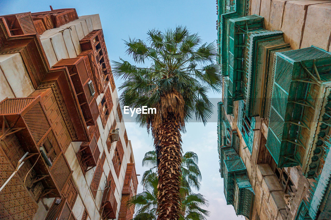 Low angle view of palm trees against building