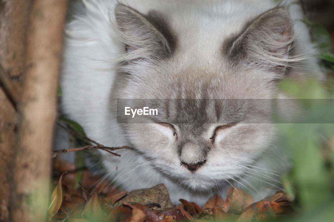 CLOSE-UP OF A CAT SLEEPING ON A PLANT