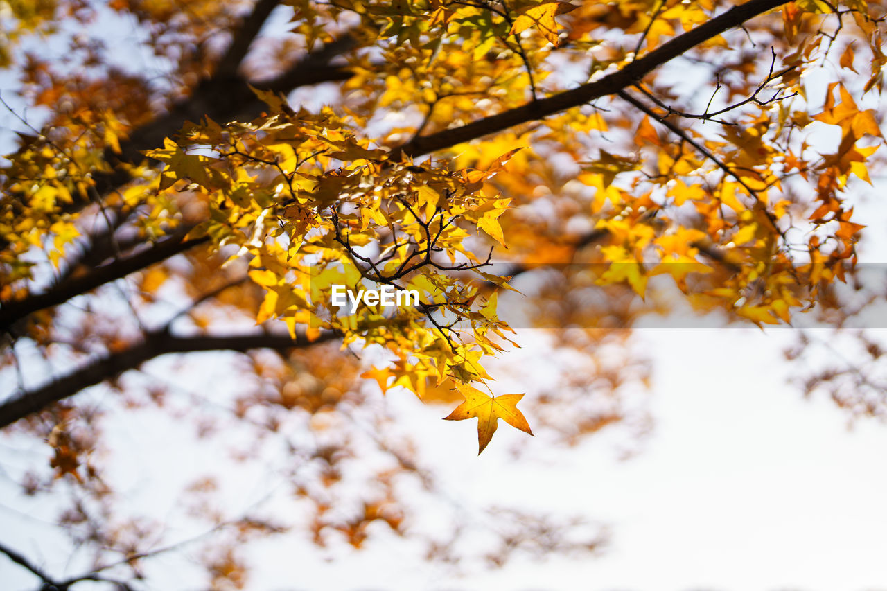 tree, plant, branch, beauty in nature, autumn, nature, plant part, leaf, sunlight, yellow, sky, tranquility, growth, no people, environment, low angle view, outdoors, scenics - nature, day, landscape, springtime, freshness, maple tree, backgrounds, flower, blossom, orange color, focus on foreground, land, forest, idyllic, tranquil scene, spring, selective focus, fragility, rural scene, close-up