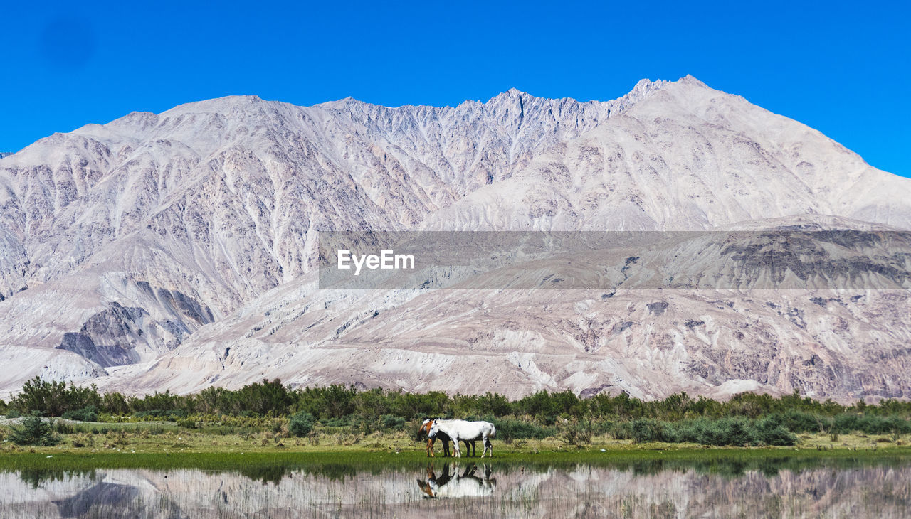 Horses standing by lake against mountains