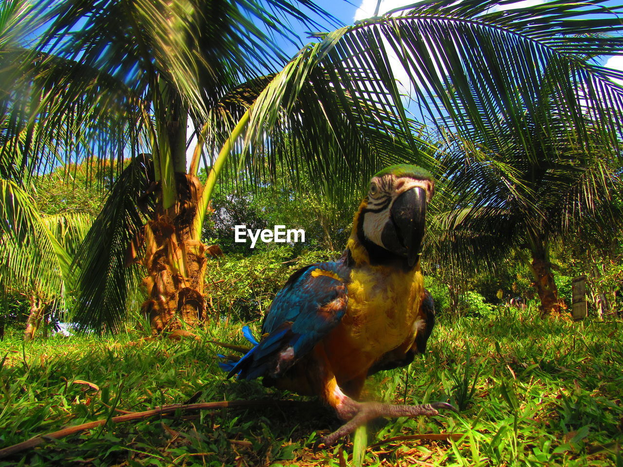 BIRD PERCHING ON A TREE