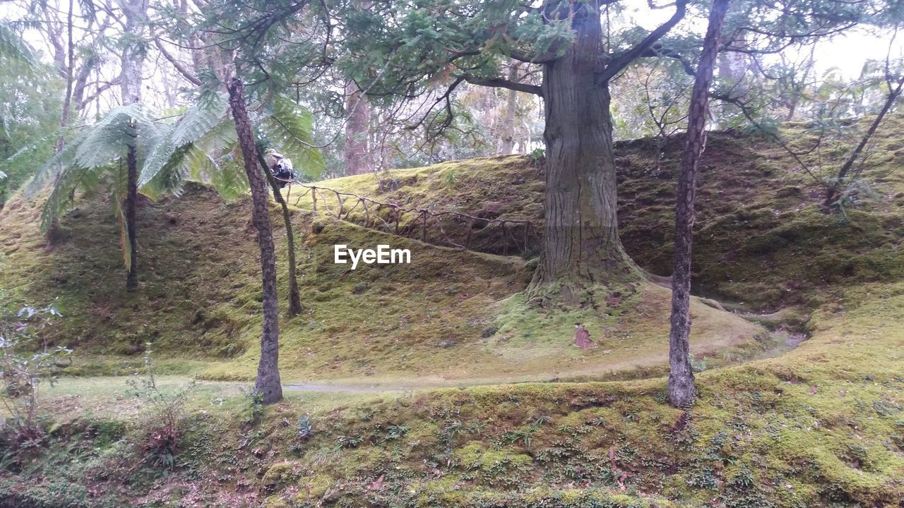 TREES GROWING IN FOREST