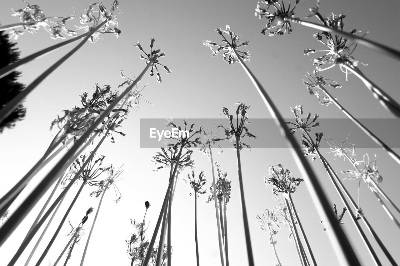 Low angle view of flower trees against clear sky