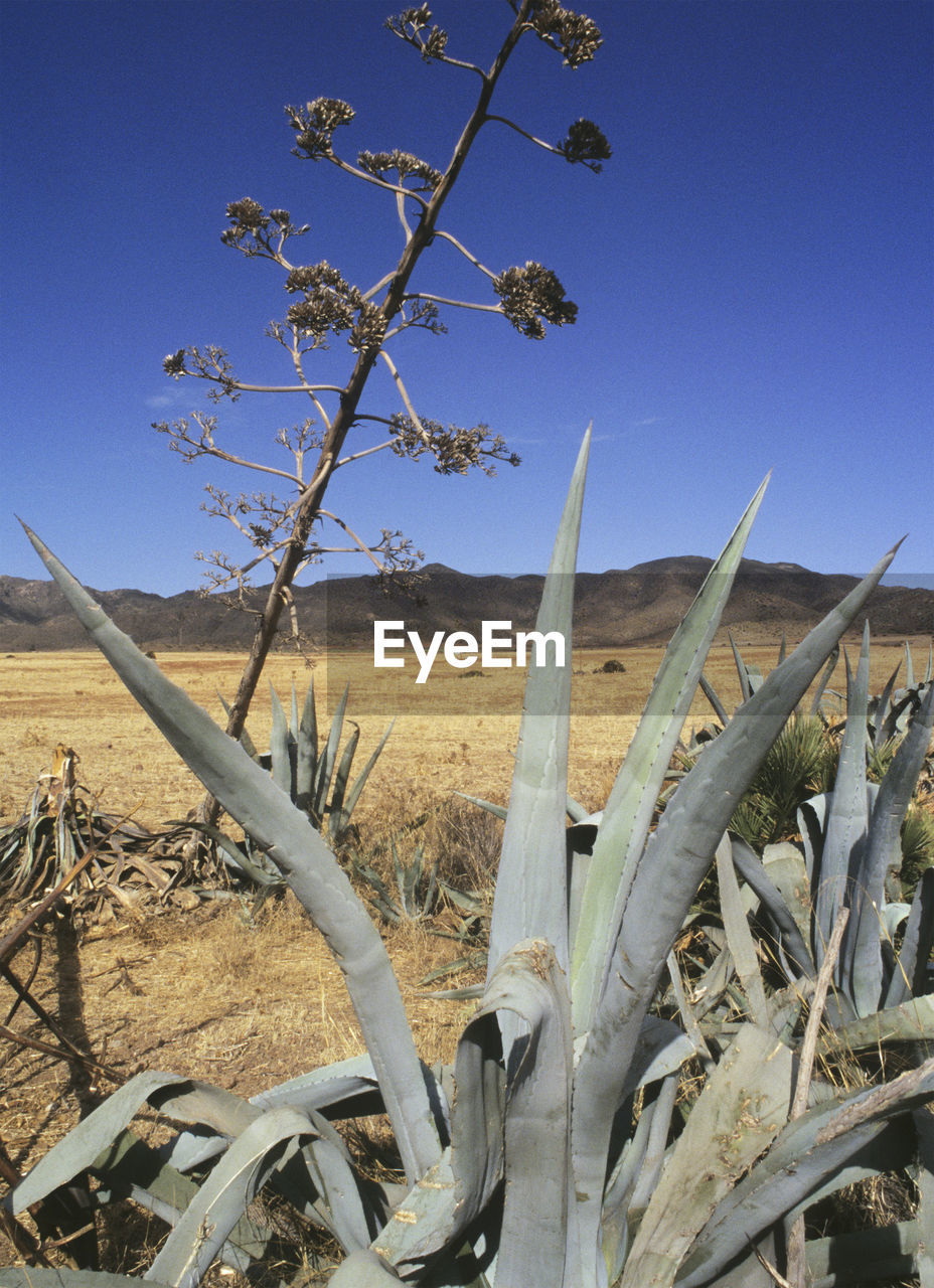 CLOSE-UP OF PLANT ON FIELD AGAINST CLEAR BLUE SKY