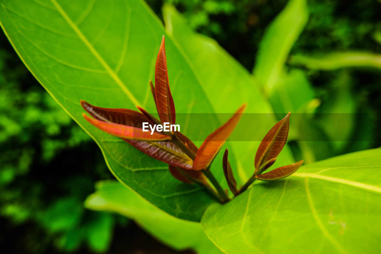 CLOSE-UP OF YELLOW LEAVES