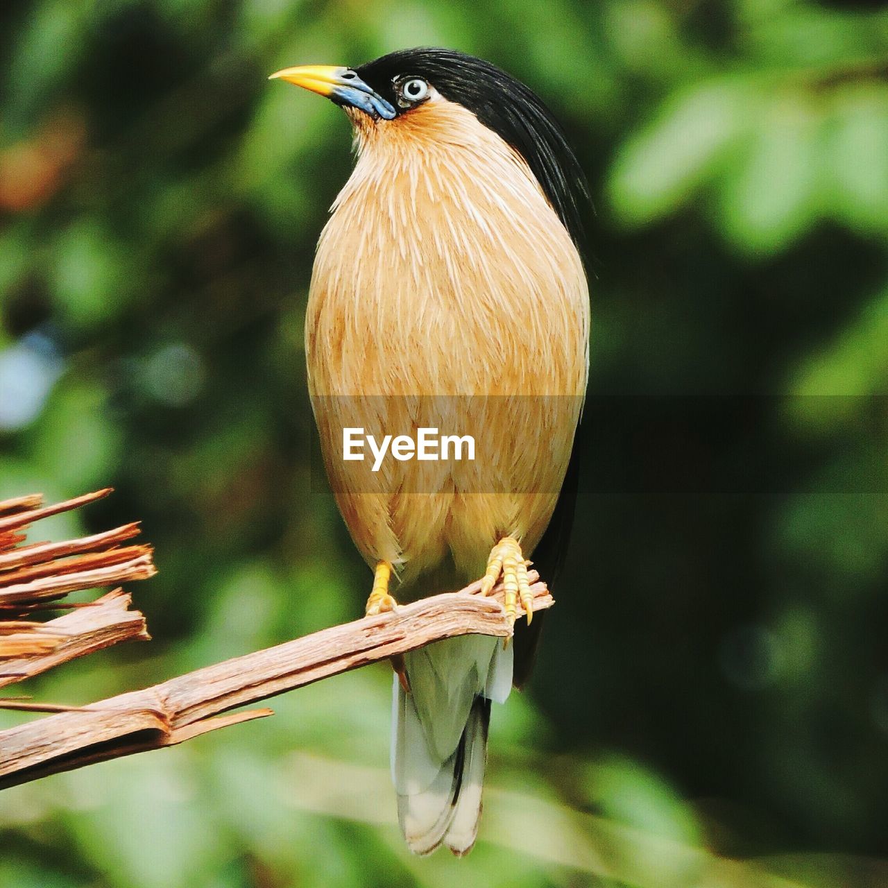 Close-up of brahminy starling perching on branch