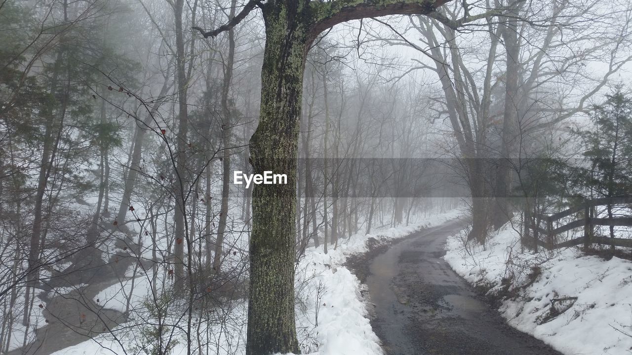 Trees on snow covered landscape