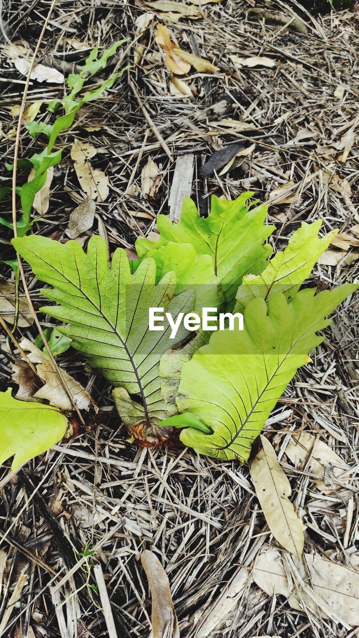 HIGH ANGLE VIEW OF GREEN LEAVES IN FIELD