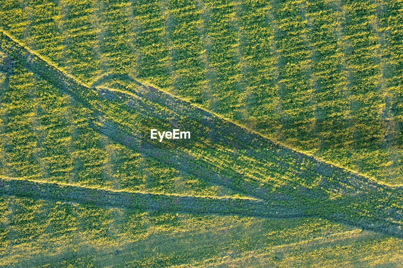 field, green, full frame, no people, backgrounds, pattern, agriculture, grass, plant, growth, landscape, yellow, crop, rural scene, day, nature, land, high angle view, beauty in nature, environment, leaf, outdoors, farm, aerial view, grassland, flower, plain, textured, scenics - nature, tranquility, meadow
