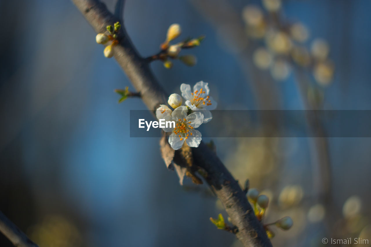 Cherry blossoms growing on branch