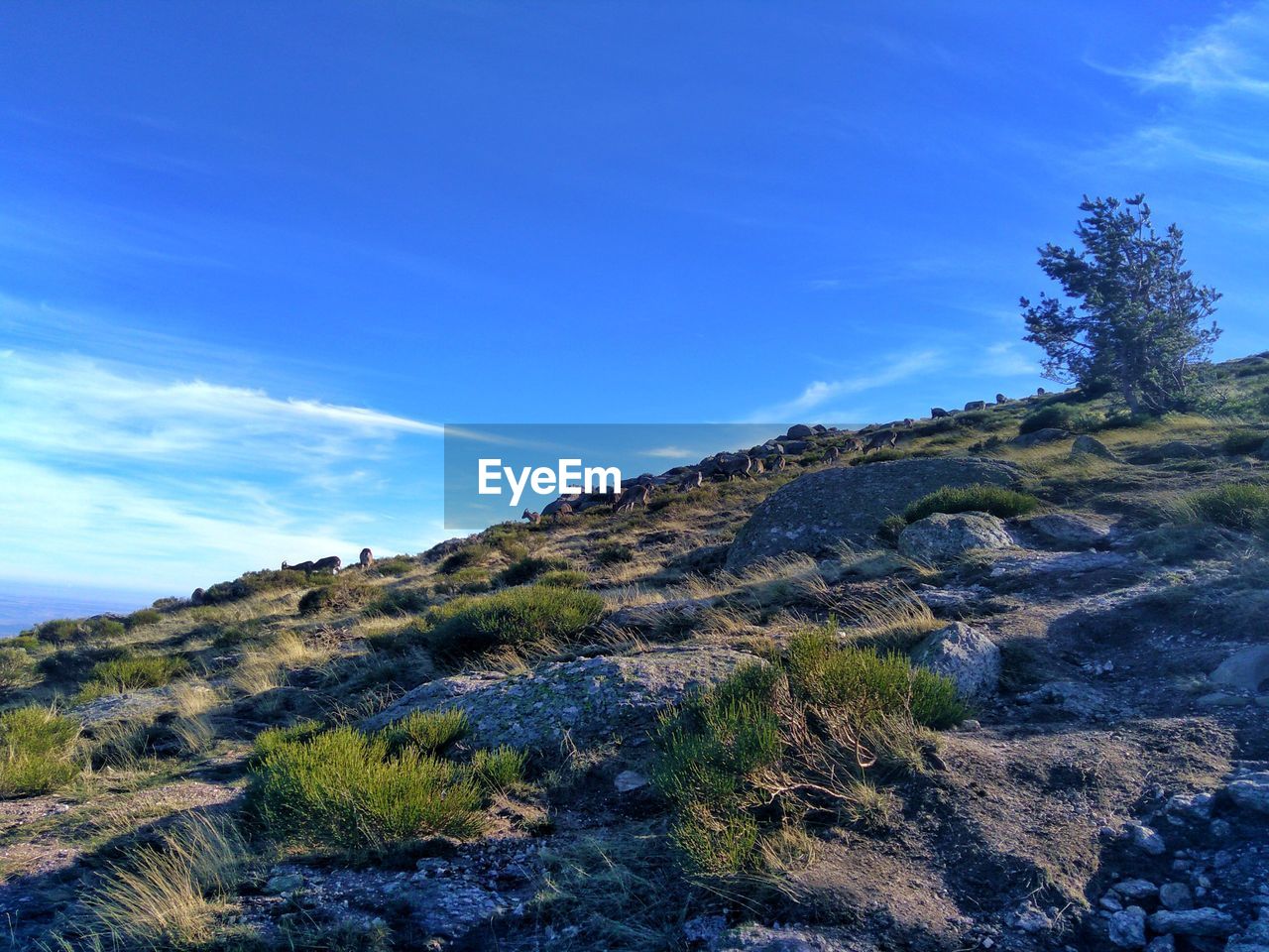 Scenic view ascending a mountain with wild goats grazing