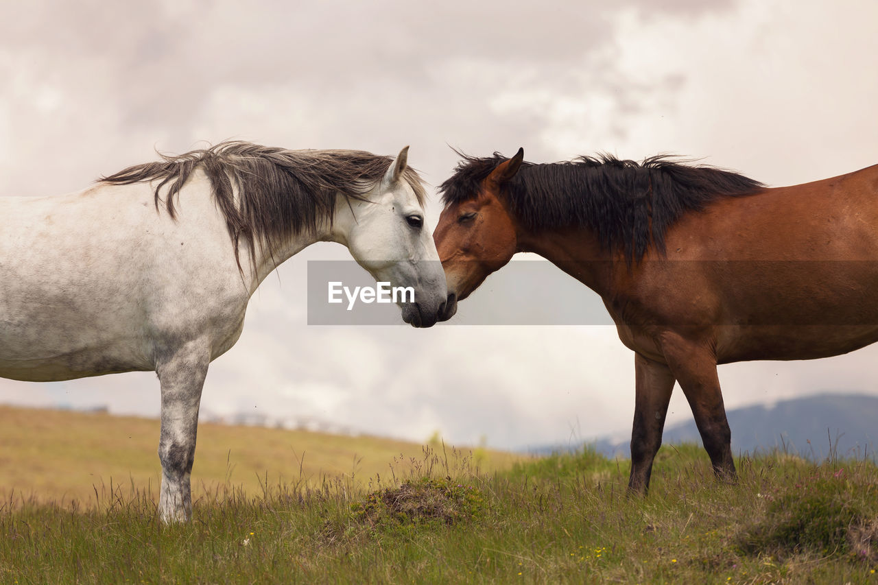 Close-up of horses standing on field against sky